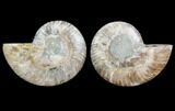 Cut & Polished Ammonite Fossil - Agatized #78398-1